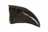 Serrated, Tyrannosaur Tooth - Judith River Formation, Montana #93119-1